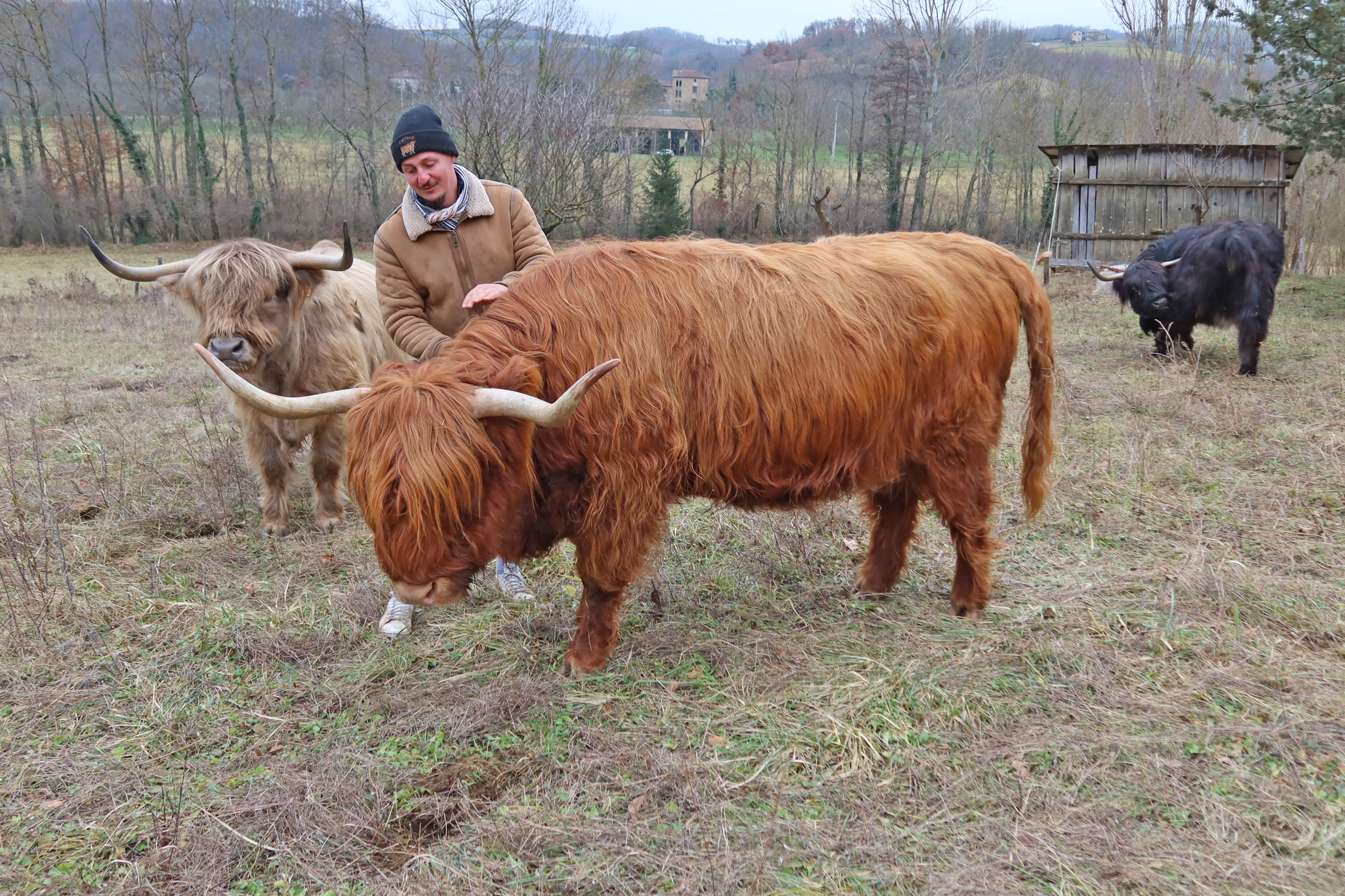 Il choisit de s installer comme leveur de Highland cattle